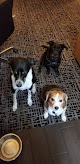 Pet boarding services Animal Hospital Of Lawrence in Lawrence in Kansas