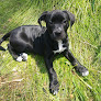 Pet boarding services Animal Hospital Pc in Oneonta in Alabama