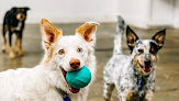 Pet boarding services Animal House Day Care in Vernal in Uintah