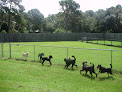 Pet boarding services Animal House Doggie Bed & Breakfast in Sarasota in Florida