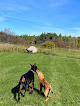 Pet boarding services Animal House Pet Resort in Swatara in MN