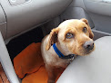 Pet boarding services Animal Junction Pet Grooming Center in Clovis in CA