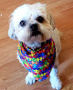 Pet boarding services Animal Kingdom Veterinary Hospital in Houma in Louisiana
