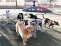 Pet boarding services Animal Tender Pet Resort in St. George in Utah