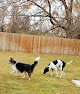 Pet boarding services Annie & Dave's Pet Sitting in Caldwell in Idaho