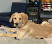 Pet boarding services Apple Dog Daycare, Lodging, Grooming & Training in Glen Allen in Virginia