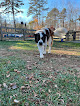Pet boarding services Applewood Boarding Kennels in Culpeper in Virginia