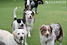 Pet boarding services Applewood Pet Resort in Paradise Valley in Arizona