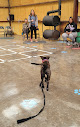 Pet boarding services April's K911 Academy in Las Cruces in New Mexico