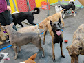 Pet boarding services Arctic Tails in Anchorage in Alaska