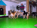Pet boarding services Arfie's Doggie Day Care in Anchorage in Alaska