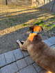 Pet boarding services Arizona Avenue Animal Clinic in Chandler in Arizona