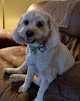 Pet boarding services Arkansas Pet Resort in North Little Rock in Arkansas