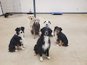 Pet boarding services Ashland Doggy Daycare, Llc in Ashland in OH
