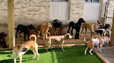 Pet boarding services Austin Dogtown Boarding & Daycare in Austin in Texas
