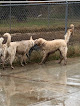 Pet boarding services Austin Pet Ranch in Austin in Travis