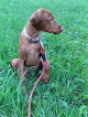 Pet boarding services Autumn Oak Vizslas in Topsham in Vermont