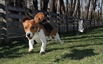 Pet boarding services B & S Kennels in Olpe in Kansas