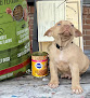 Pet boarding services B.y.s Kennels in Baker in Louisiana