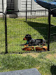 Pet boarding services Bangor Pet Resort & Spa in Bangor in Maine