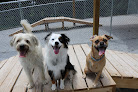 Pet boarding services Bark Avenue Pet Lodge in Springdale in Arkansas