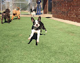 Pet boarding services Bark Avenue Pet Resort in Atlanta in Cobb