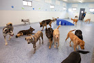 Pet boarding services Bark Avenue Pet Resort in Mesa in Arizona