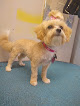 Pet boarding services Bark Avenue Pet Salon & Boarding in Denham Springs in Louisiana