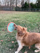 Pet boarding services Bark Barn Kennel in Pendleton in Indiana