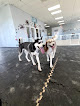 Pet boarding services Bark Canine Club & Resort in Mesquite in Nevada