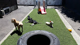 Pet boarding services Bark Central Llc in Tacoma in WA