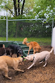 Pet boarding services Bark House Bed & Biscuit in Sedalia in MO
