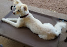 Pet boarding services Bark N Purr Pet Care Center in Sedona in Arizona