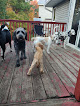 Pet boarding services Bark & Play Dog Boarding in St Francis in MN
