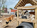 Pet boarding services Bark Yard in Springfield in Greene
