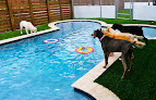Pet boarding services Barkaritaville Pet Resort in San Antonio in Bexar