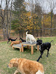 Pet boarding services Barkbarn in Morgantown in West Virginia