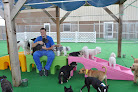 Pet boarding services Barkefellers - Indianapolis Northeast in Indianapolis in Indiana