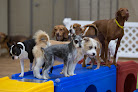 Pet boarding services Barkefellers - Indianapolis West in Indianapolis in Indiana
