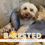 Pet boarding services Barkefellers - Westfield in Westfield in Indiana