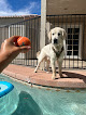 Pet boarding services Barking Buddies Az in Mesa in Mesa, AZ