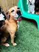 Pet boarding services Barking Hound Village Cheshire in Atlanta in GA
