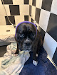 Pet boarding services Barking Lot Doggie Daycare & Boarding in Mt Rainier in Maryland