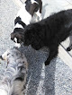 Pet boarding services Barking Lot Doggie Daycare in Anchorage in Alaska