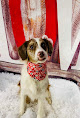 Pet boarding services Barking Lots in Baton Rouge in Louisiana