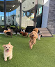Pet boarding services Barknona Dog Hotel in Orlando in Orange