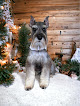 Pet boarding services Barks-n-bows Dog Grooming in Salina in Kansas