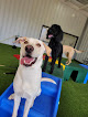 Pet boarding services Barktown Sheffield in Sheffield in Alabama