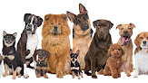 Pet boarding services Barn And Bone Boarding in McCalla in Alabama