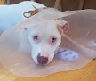 Pet boarding services Barrington Oaks Veterinary Hospital in Elk River in MN